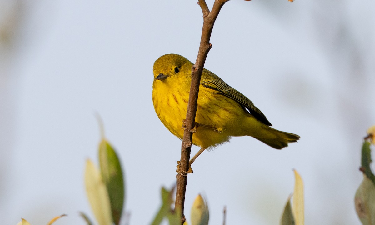 Yellow Warbler (Northern) - ML642193502