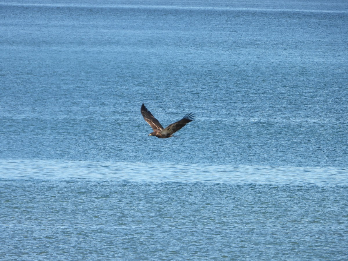 Bald Eagle - ML642193504