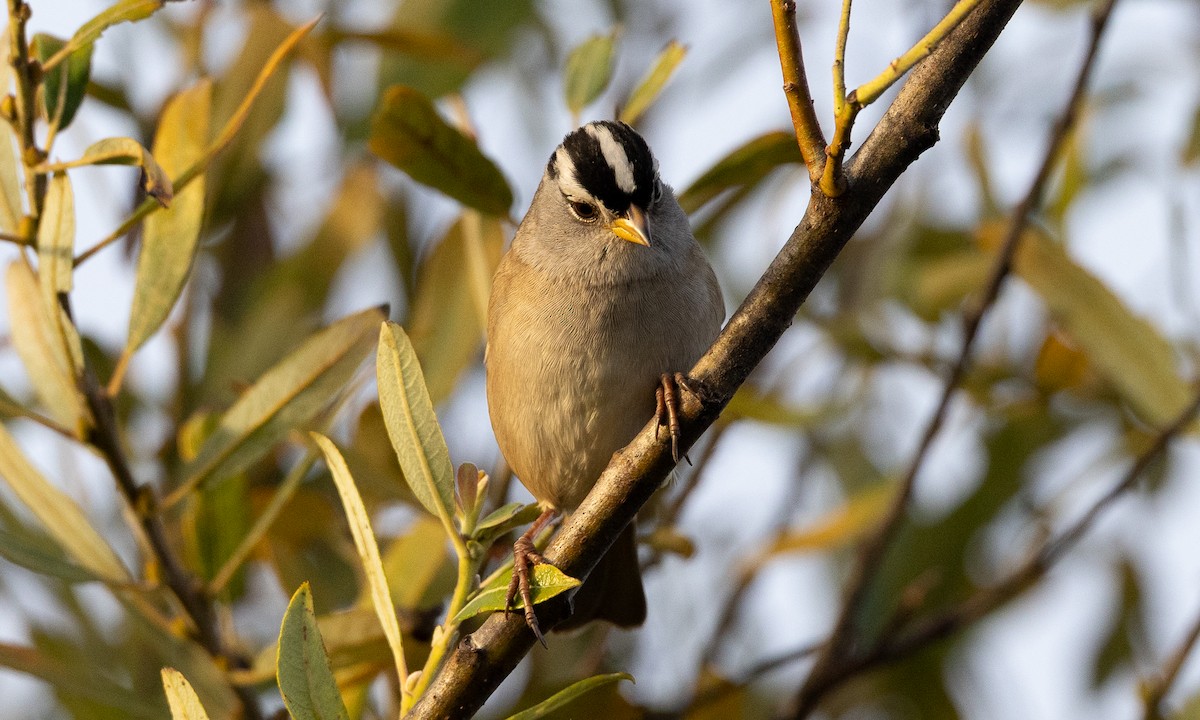 White-crowned Sparrow (pugetensis) - ML642193511