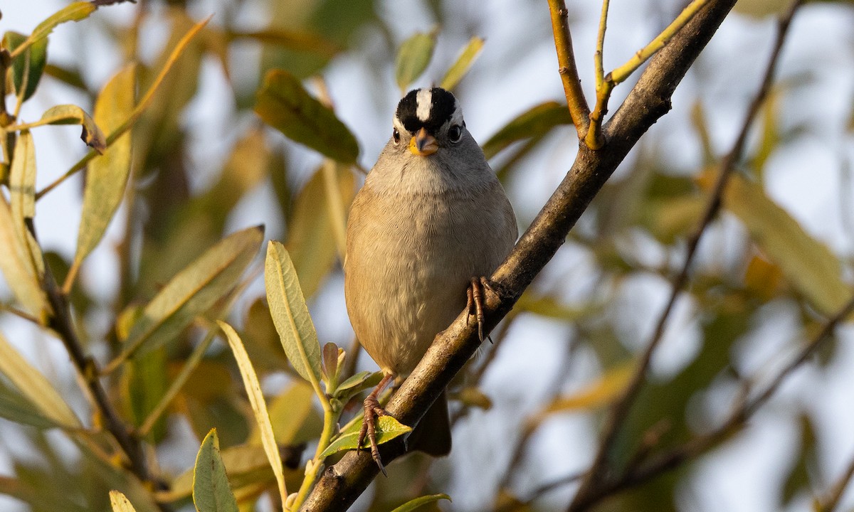 White-crowned Sparrow (pugetensis) - ML642193512