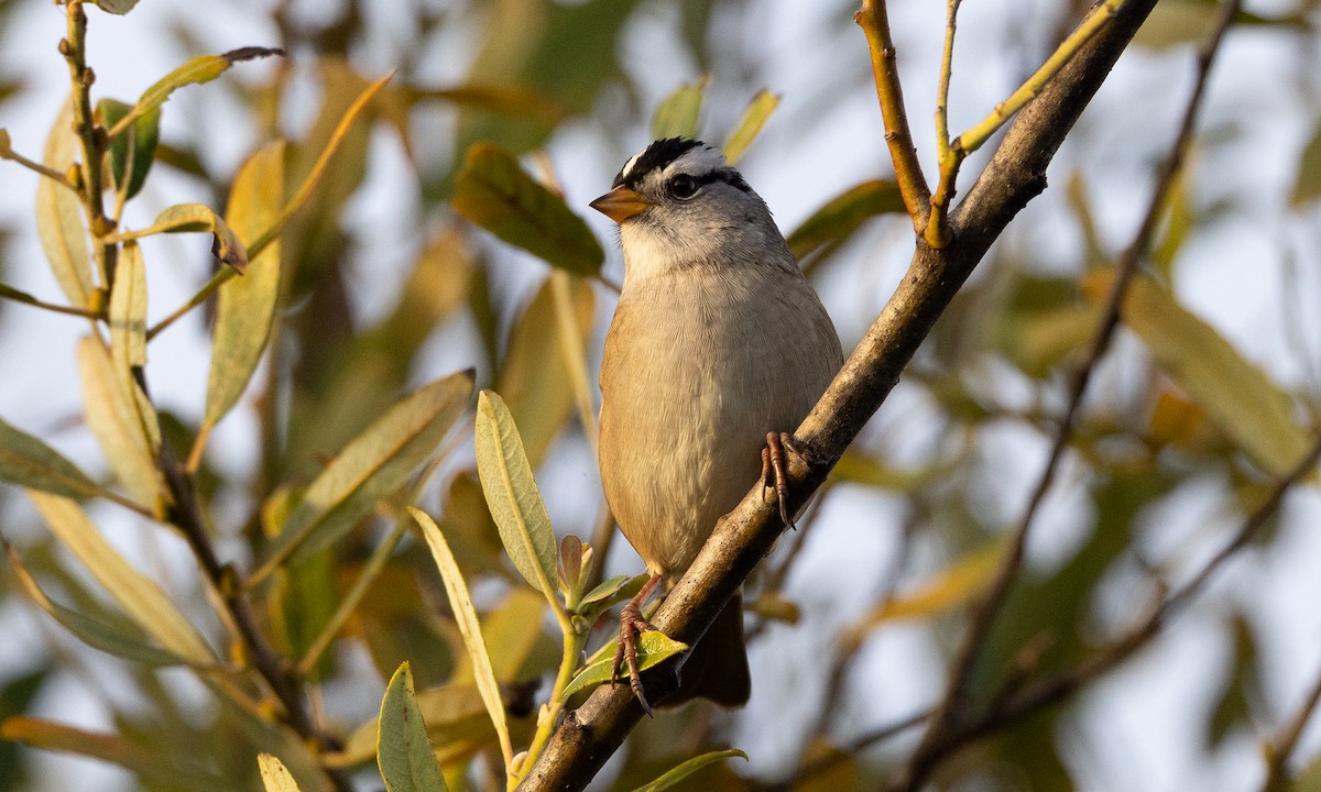 White-crowned Sparrow (pugetensis) - ML642193513