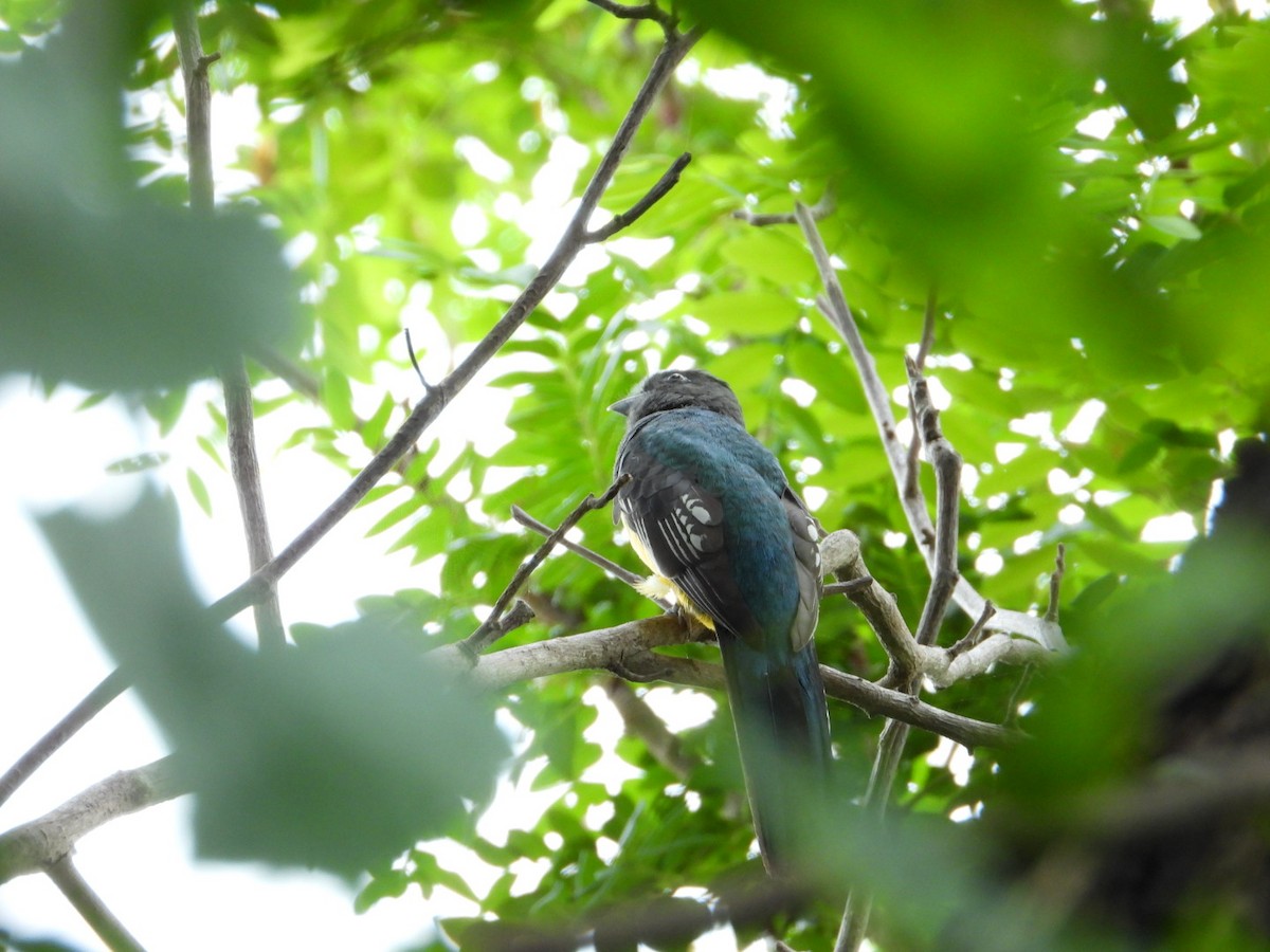 Citreoline Trogon - ML642193514