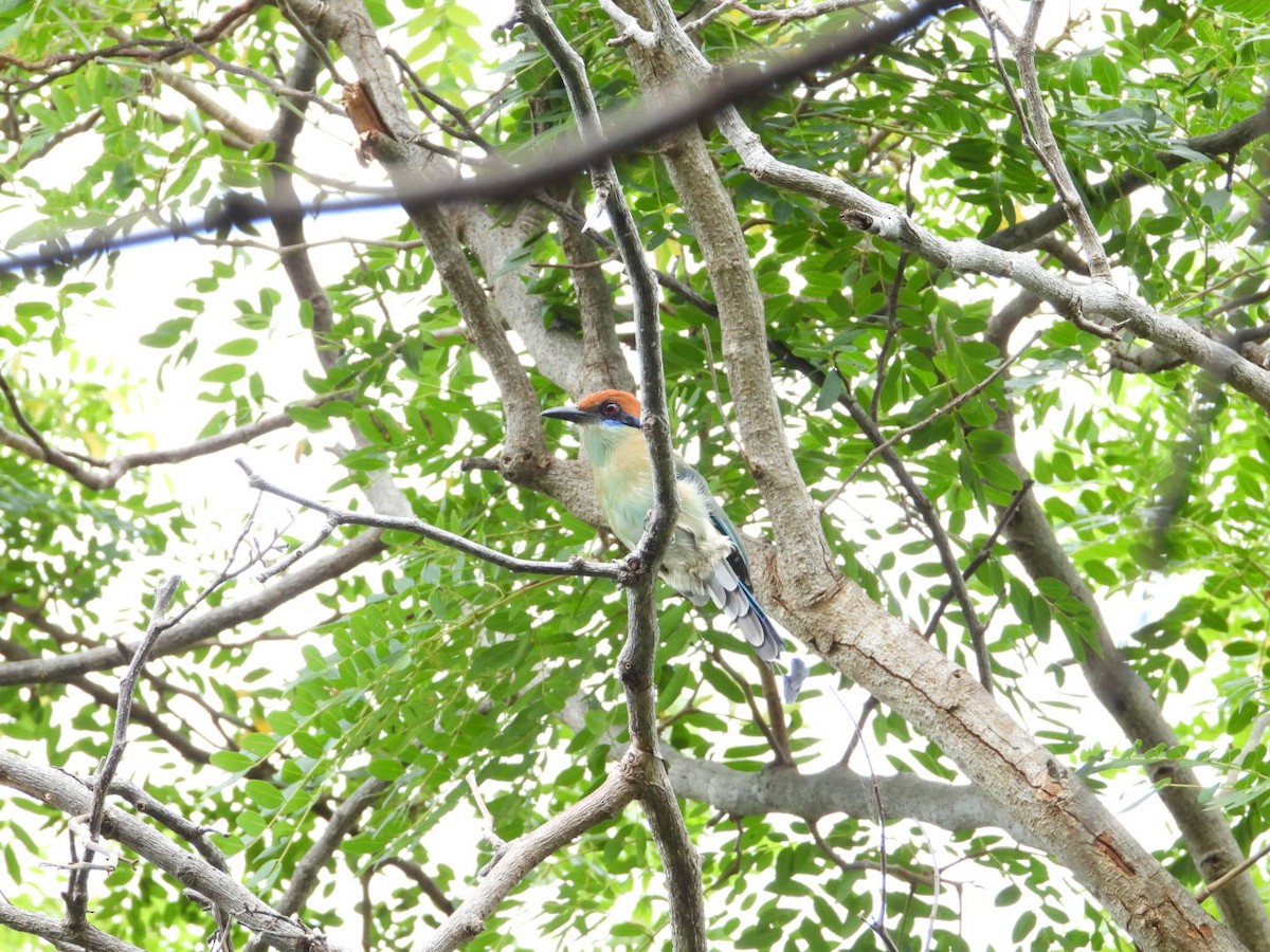 Motmot à tête rousse - ML642193521