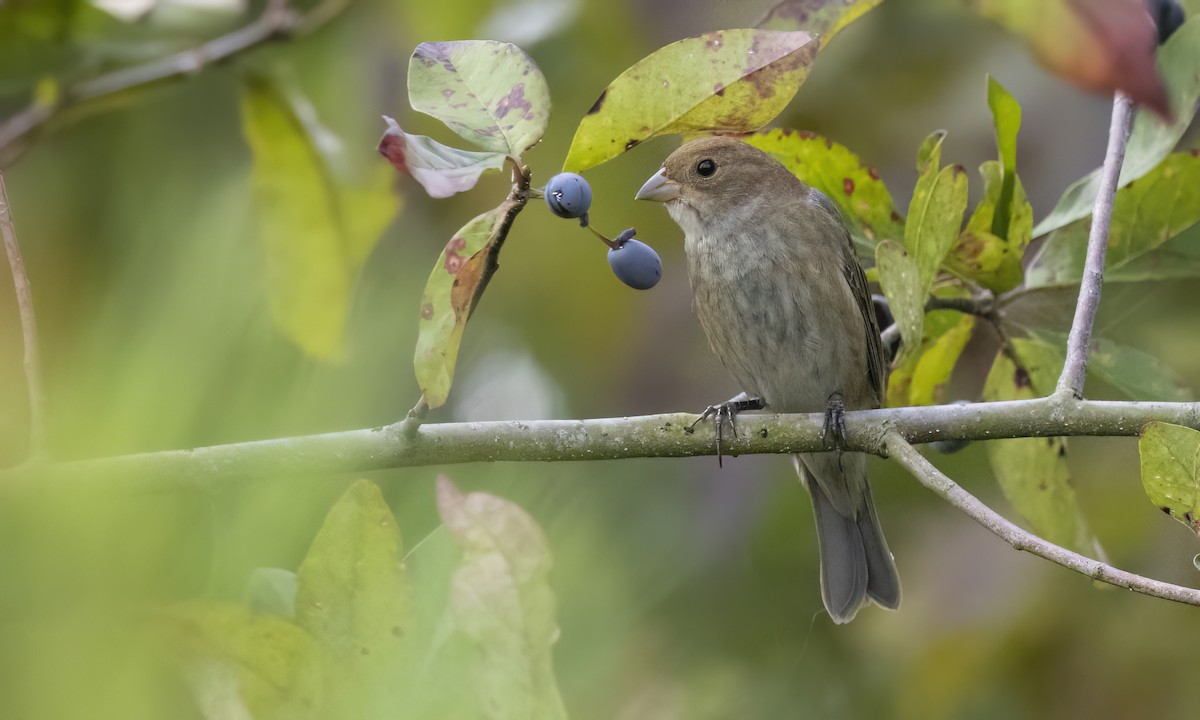 Passerin indigo - ML642193533