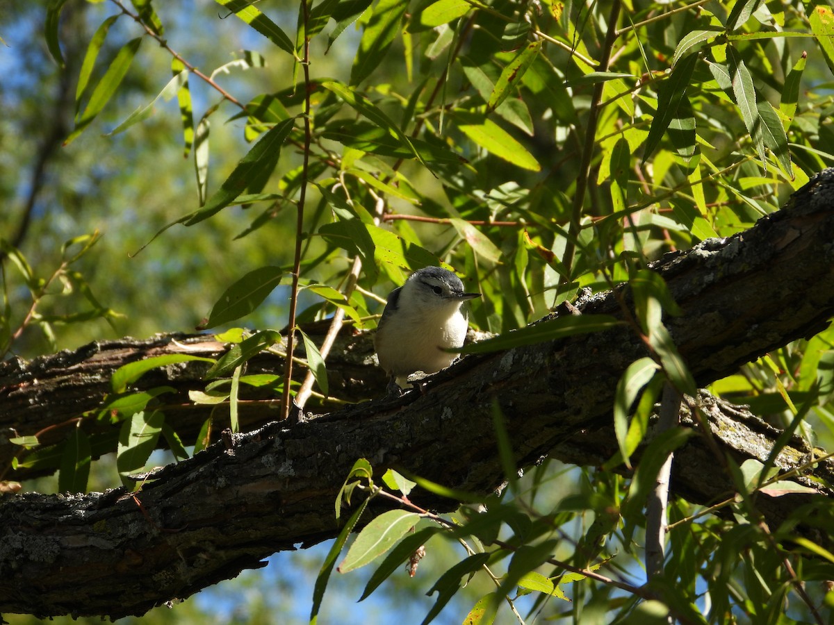Sittelle à poitrine blanche - ML642193534