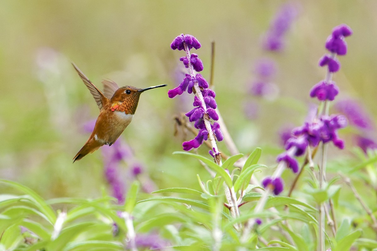 Colibri d'Allen - ML642193539
