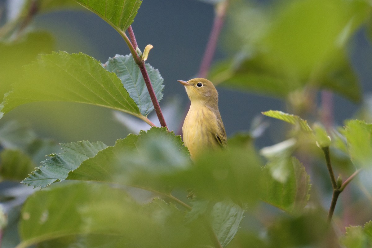 Yellow Warbler - ML642193564