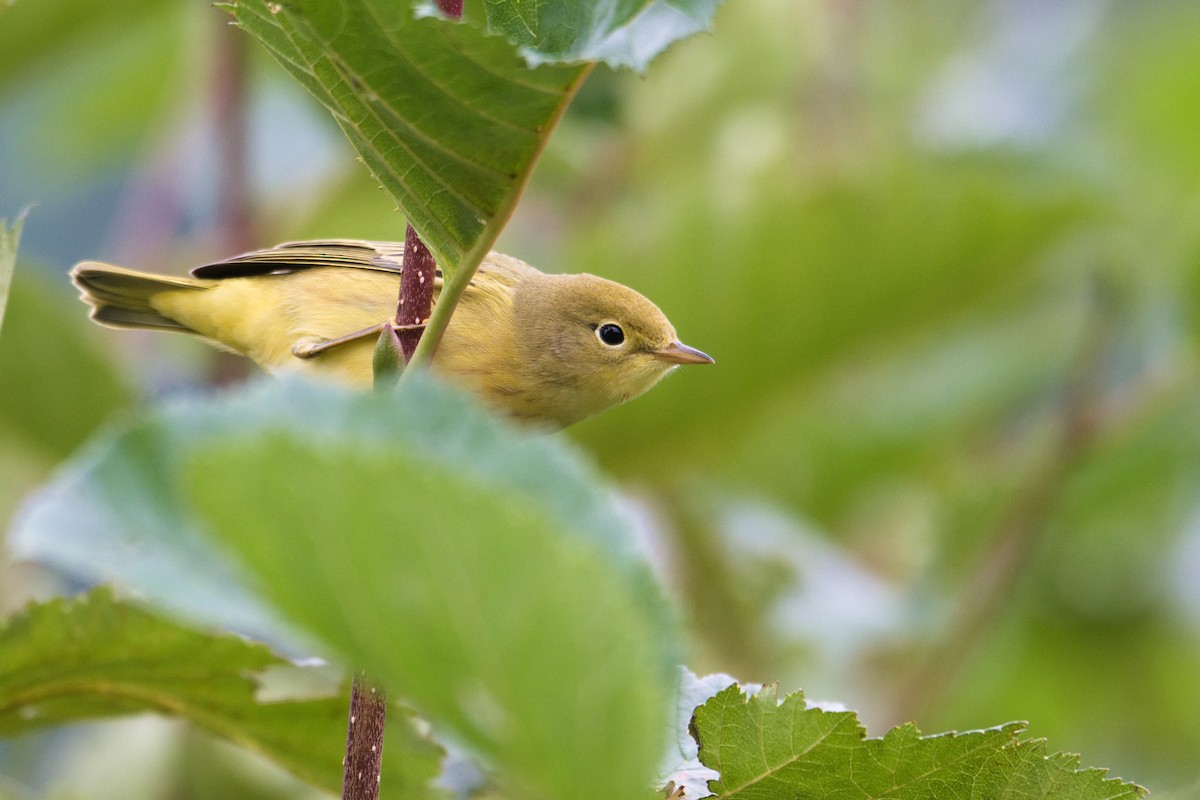 Yellow Warbler - ML642193565