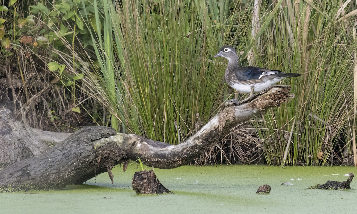 美洲鴛鴦 - ML642193567