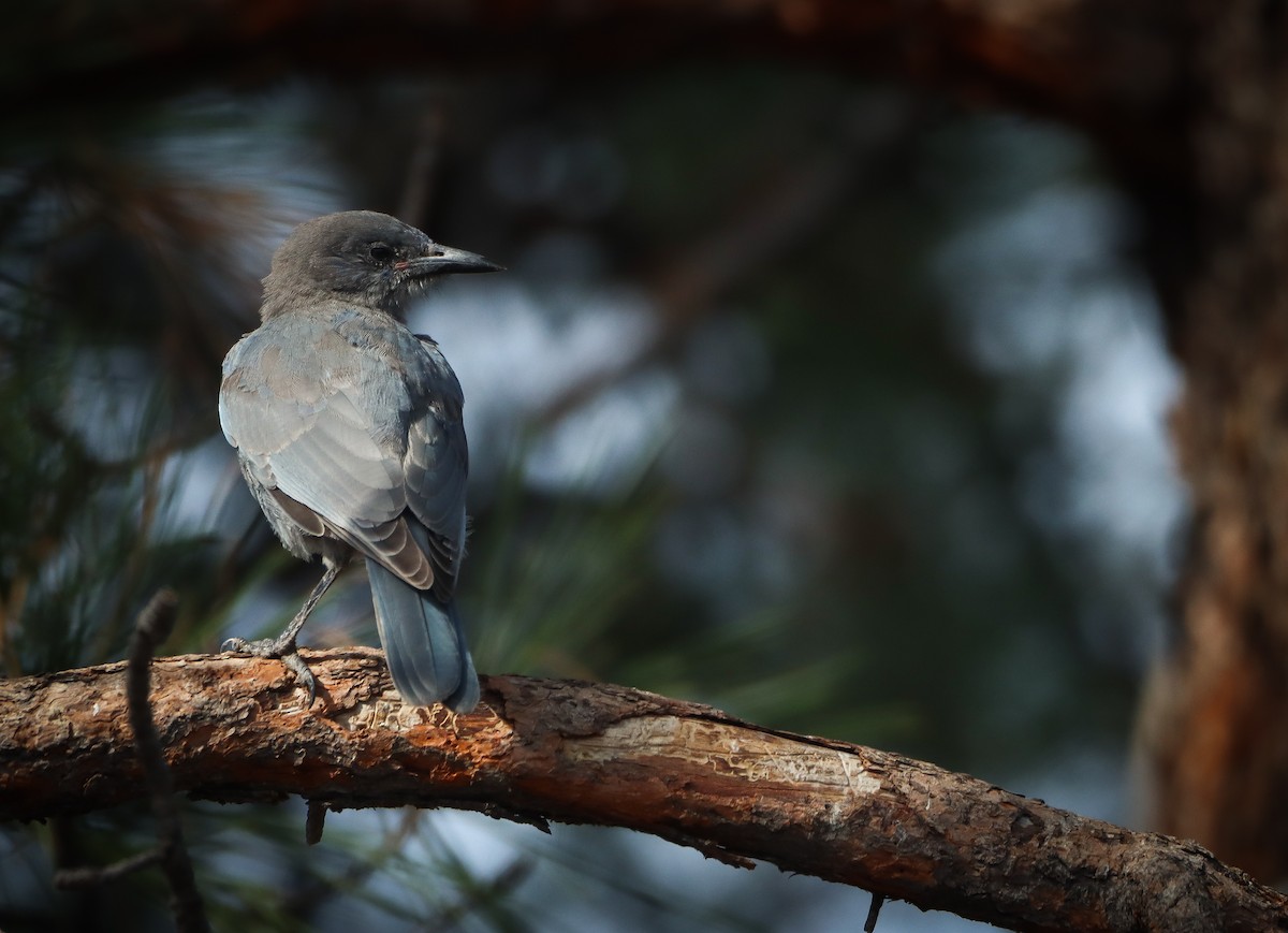 sojka modrá - ML642193603