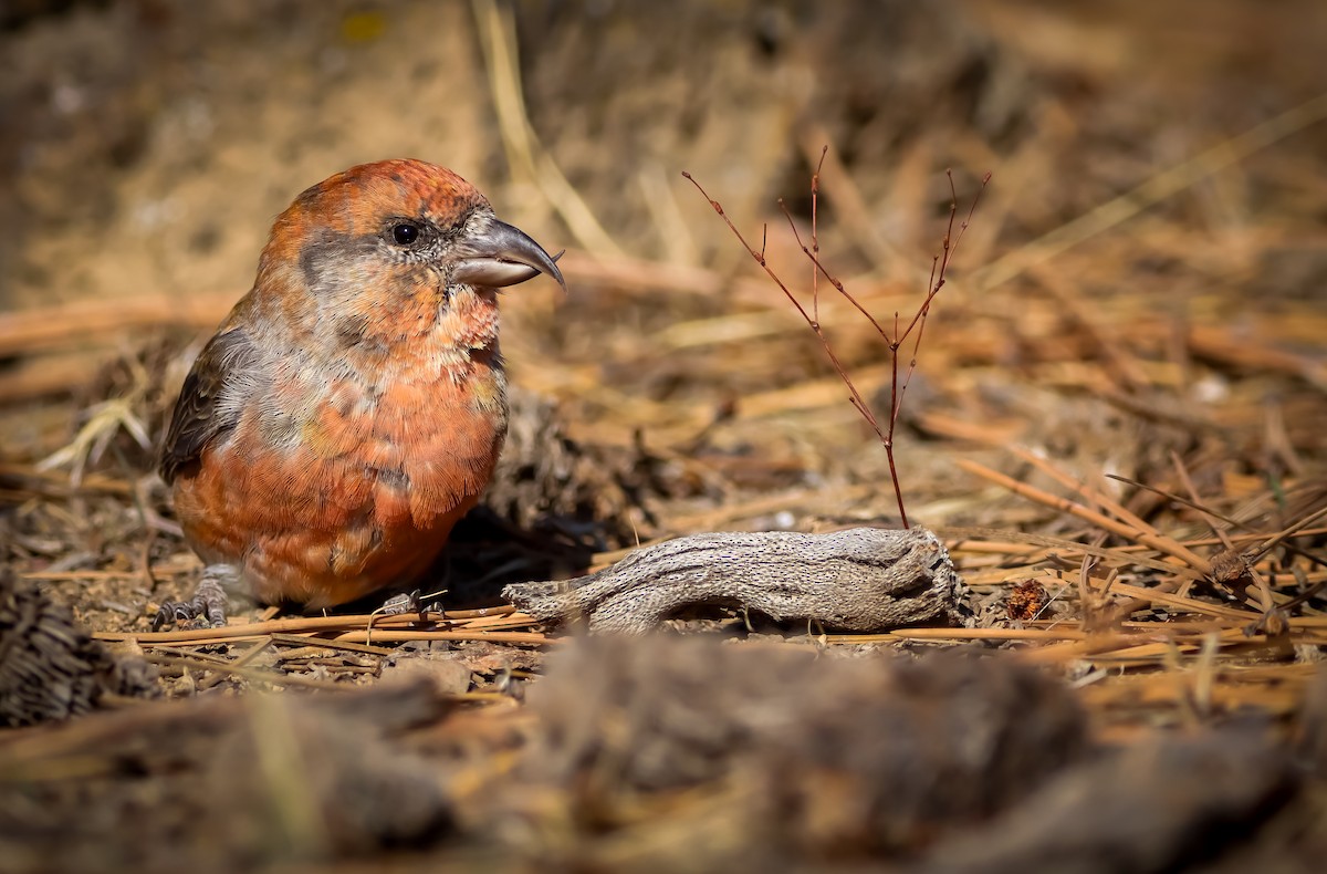 křivka obecná - ML642193619