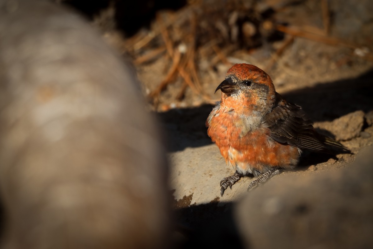 křivka obecná - ML642193620