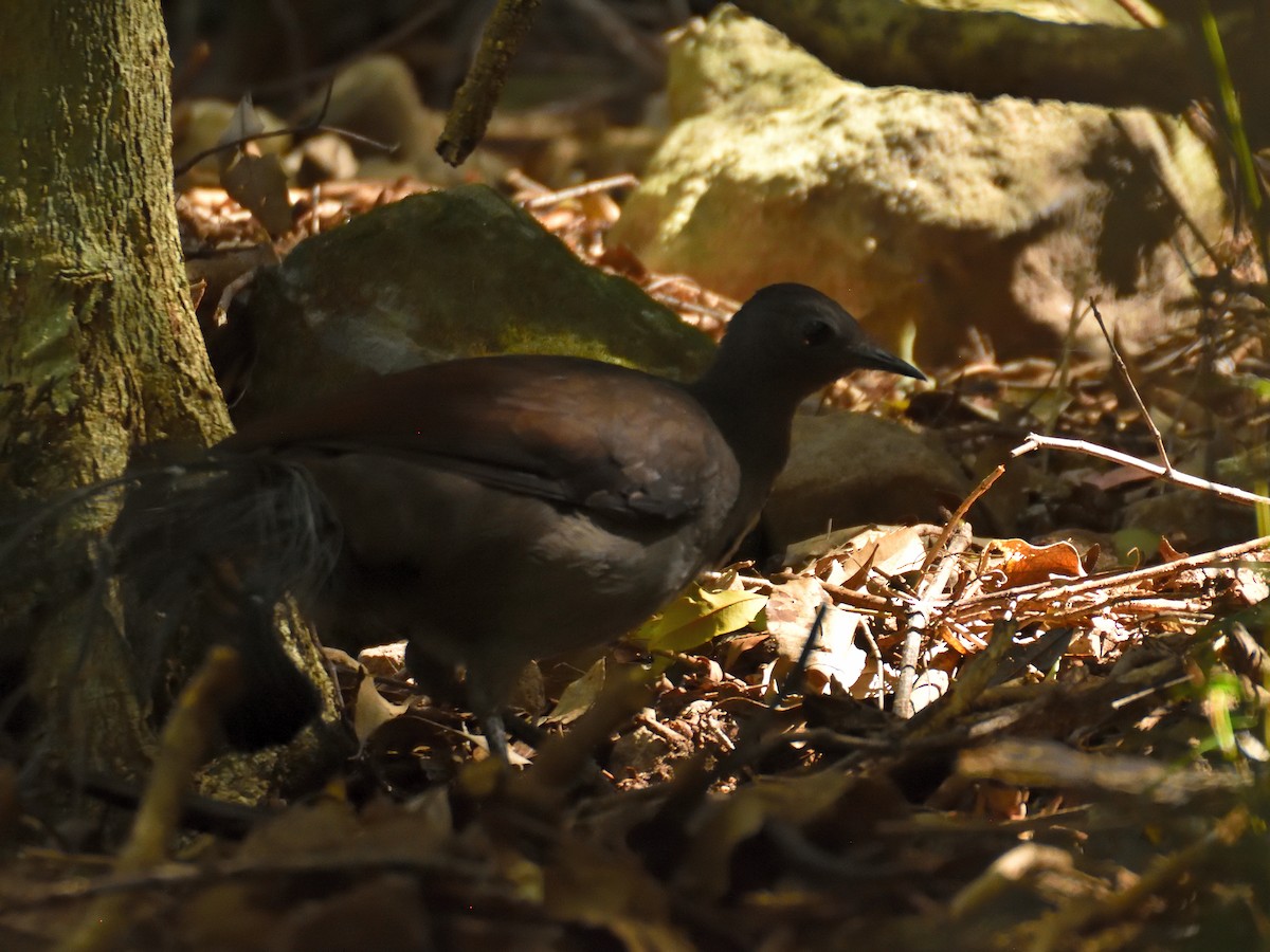 Superb Lyrebird - ML642193621