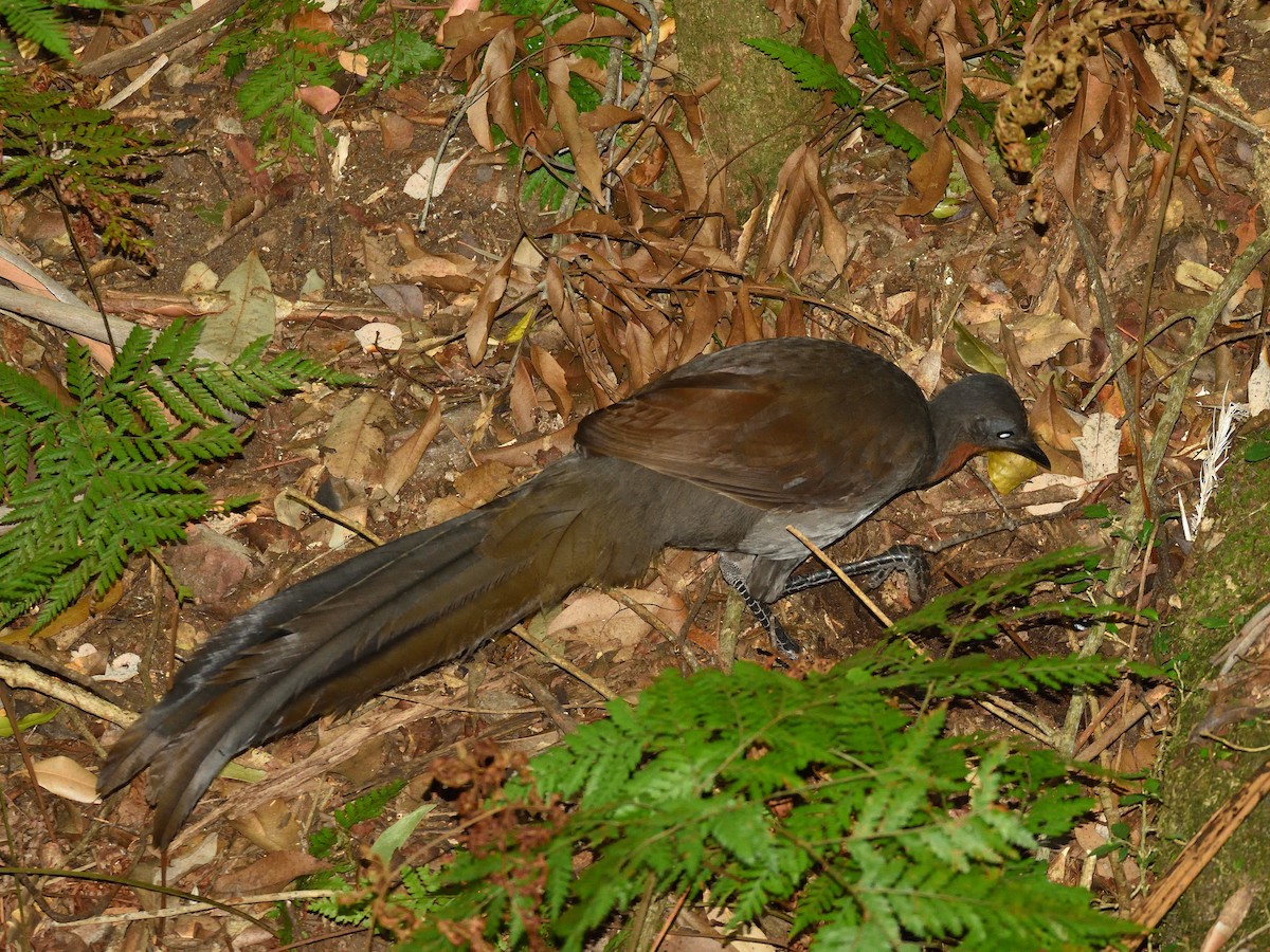 Superb Lyrebird - ML642193622