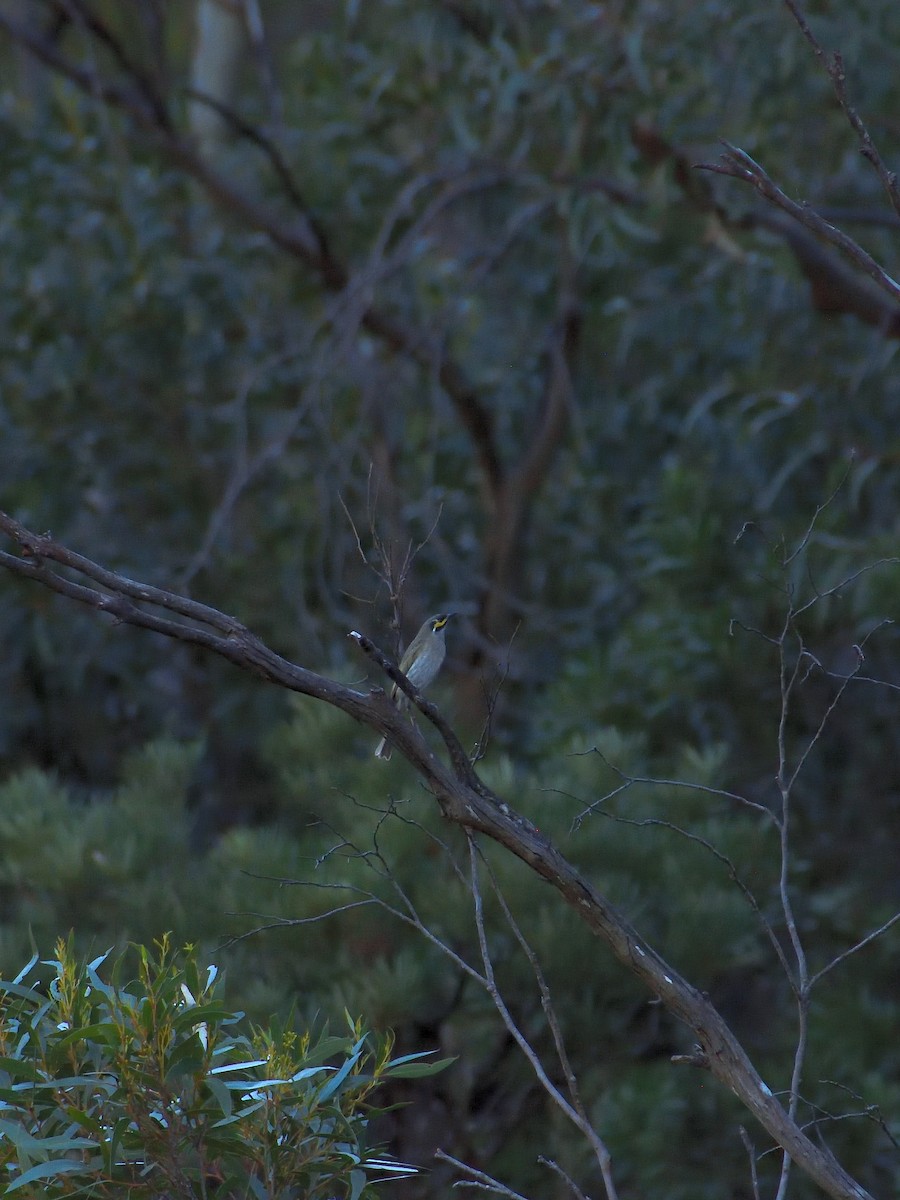 Yellow-faced Honeyeater - ML642193627