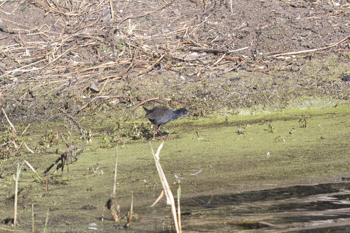 Black Crake - ML642193633