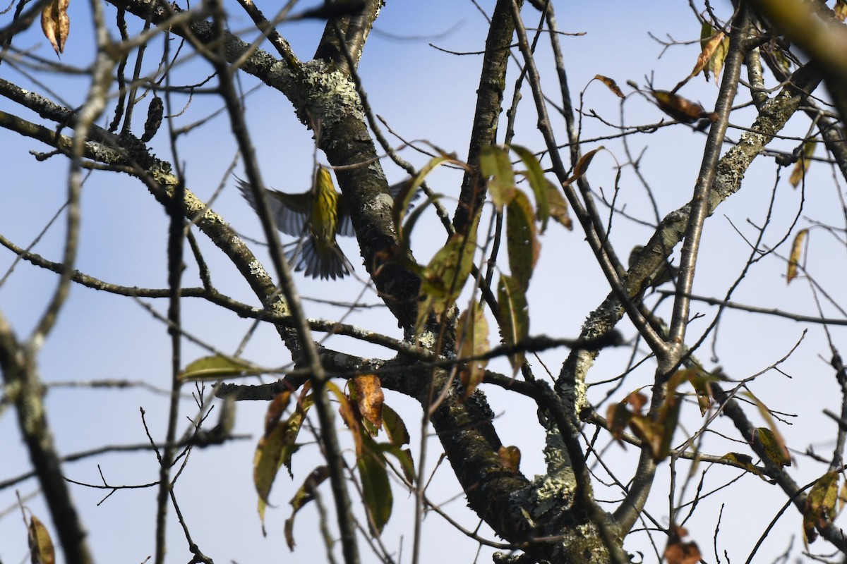 Cape May Warbler - ML642193634