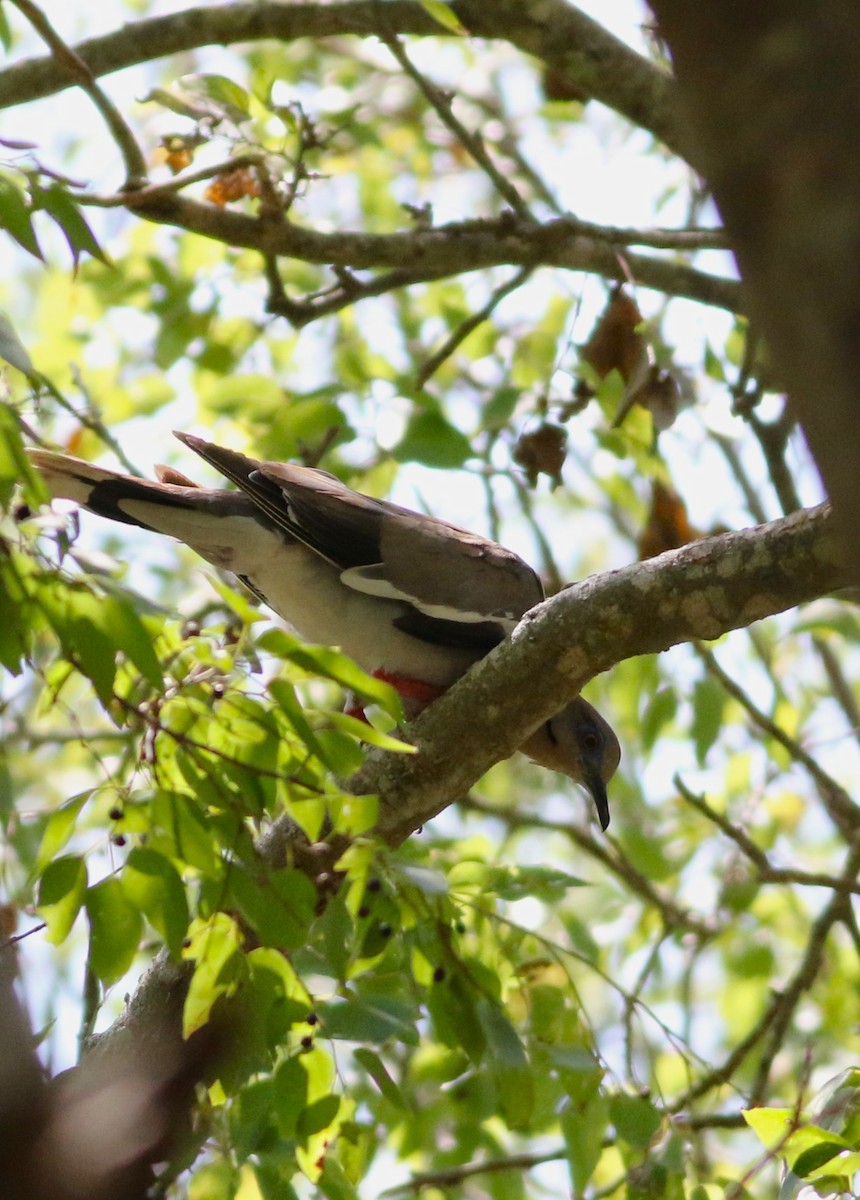 White-winged Dove - ML642193635