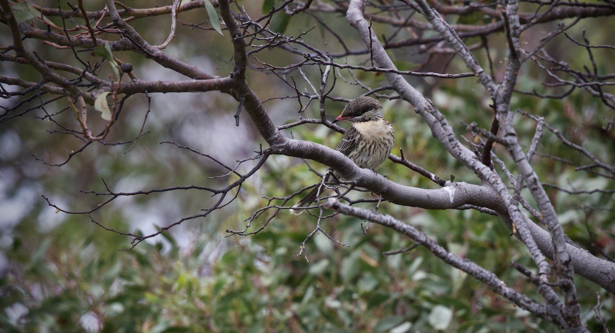 Spiny-cheeked Honeyeater - ML642193636