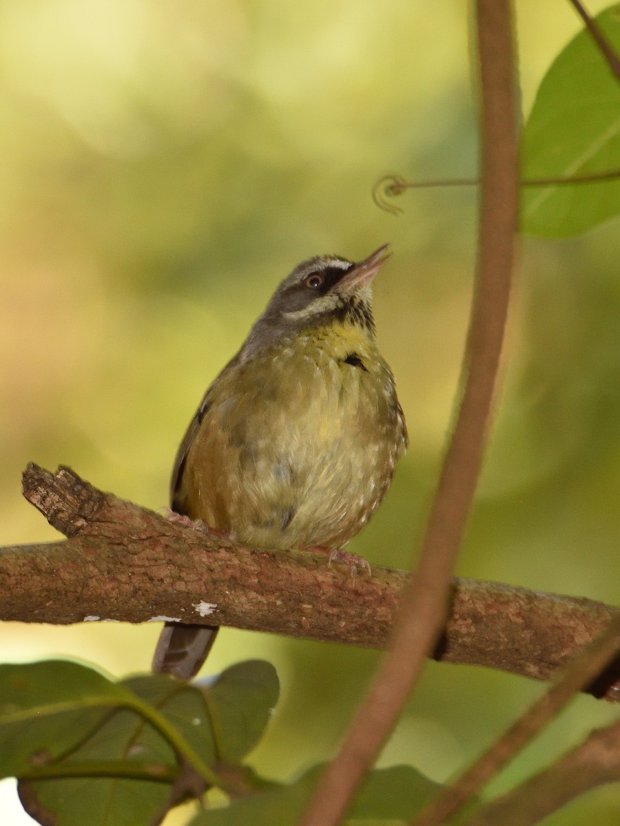 White-browed Scrubwren - ML642193641