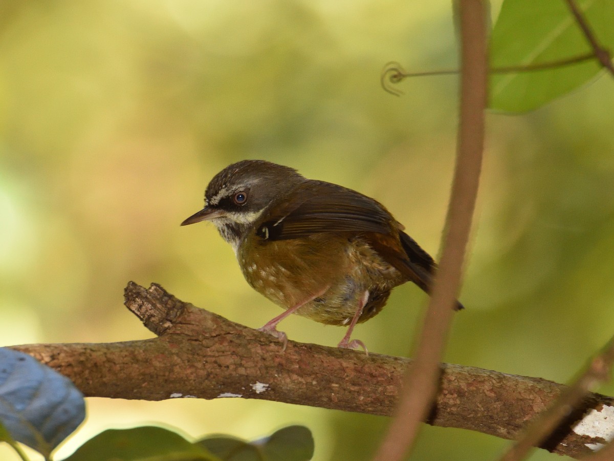 White-browed Scrubwren - ML642193642