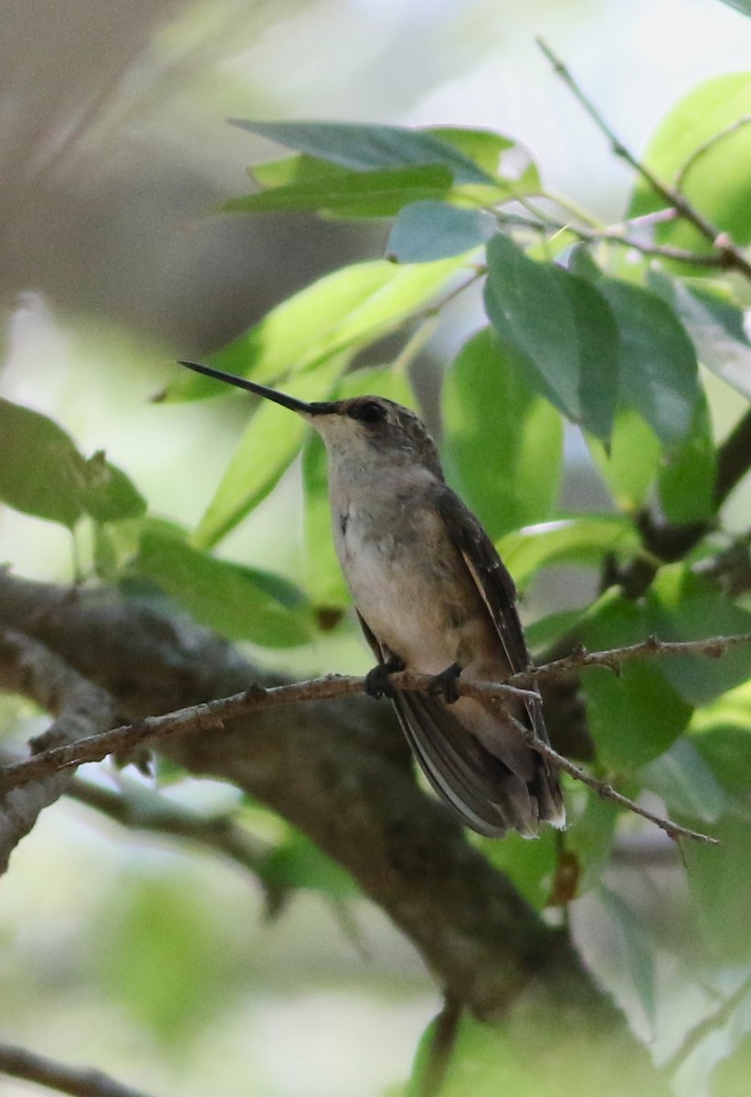 Black-chinned Hummingbird - ML642193643
