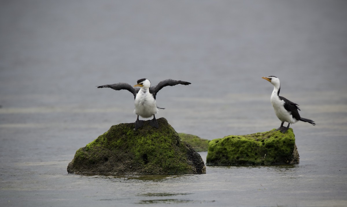 Little Pied Cormorant - ML642193644