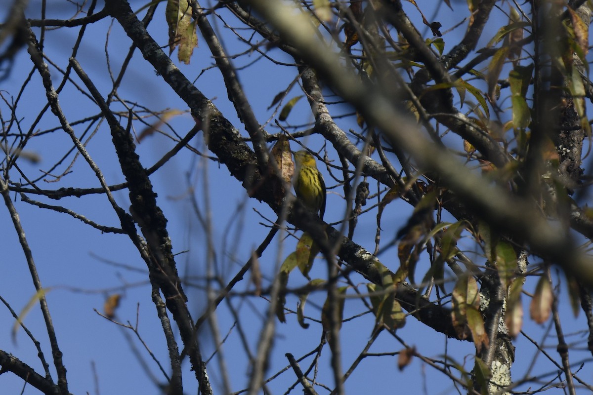 Cape May Warbler - ML642193646