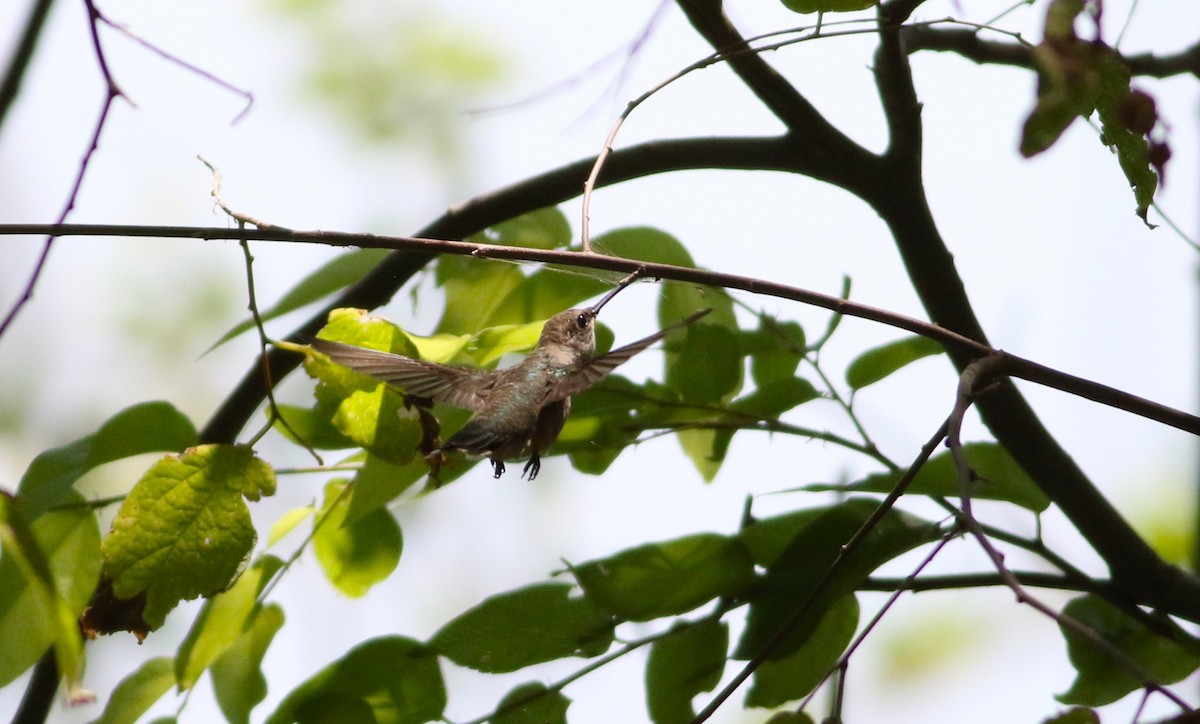 Black-chinned Hummingbird - ML642193649