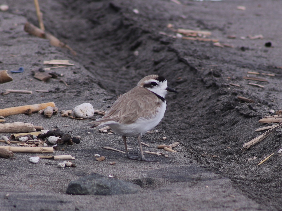 Snowy Plover - ML642193663