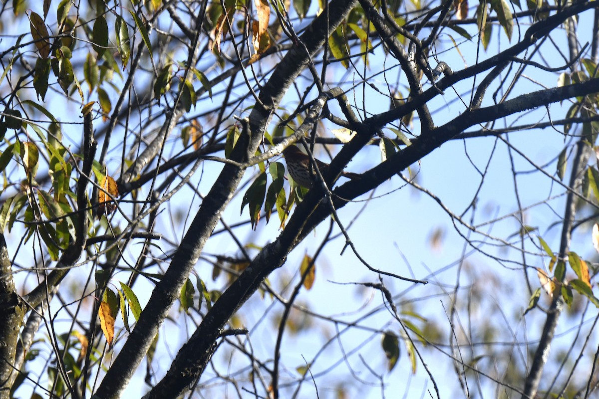 Brown Thrasher - ML642193669