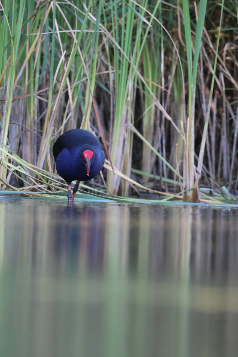 Australasian Swamphen - ML642193676