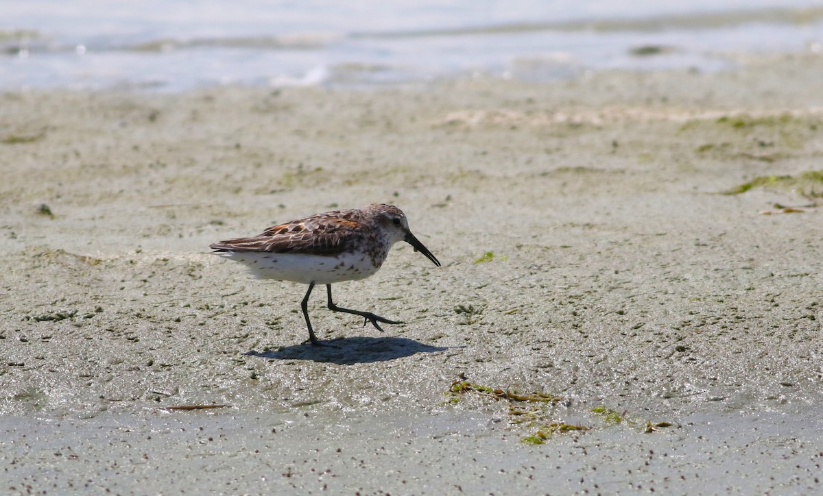 Western Sandpiper - ML642193679