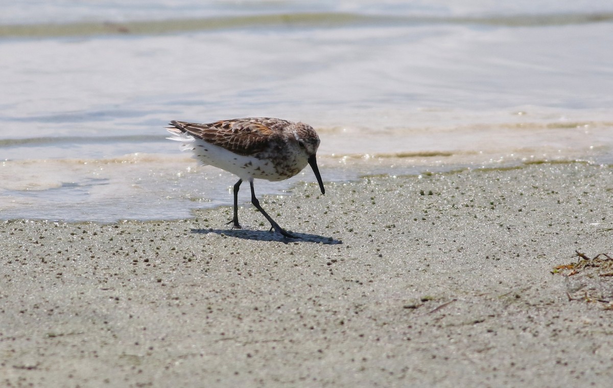 Western Sandpiper - ML642193680