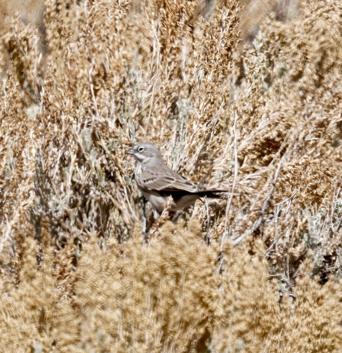 Sagebrush Sparrow - ML642193691