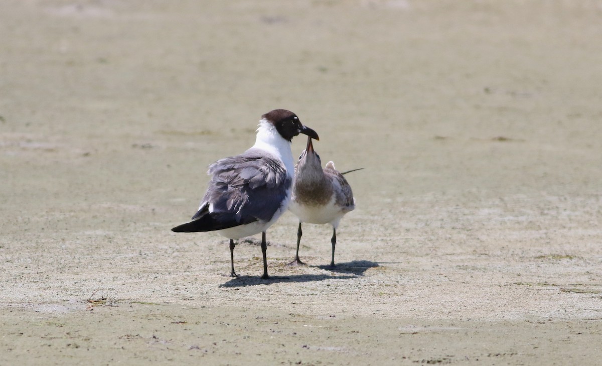 Laughing Gull - ML642193694