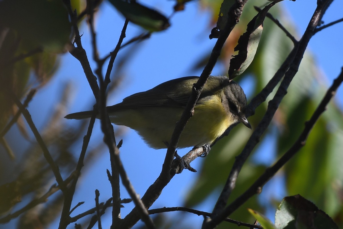 Philadelphia Vireo - ML642193696