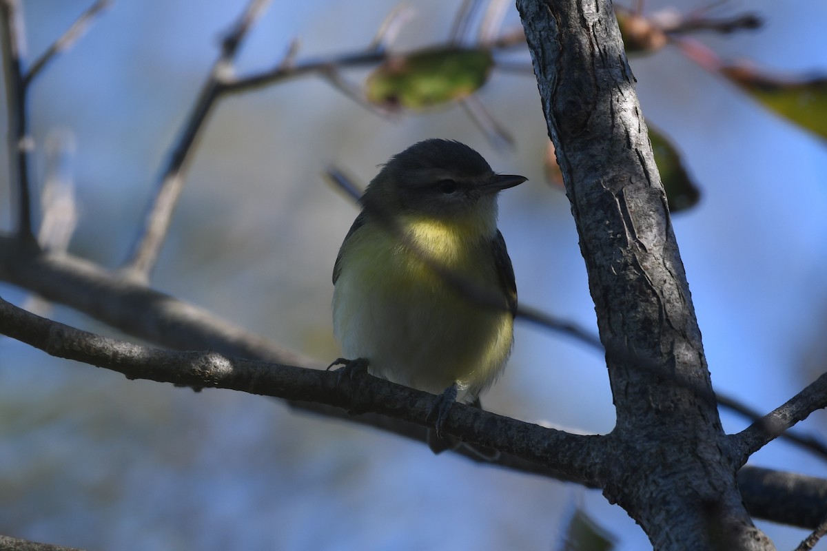 Philadelphia Vireo - ML642193697