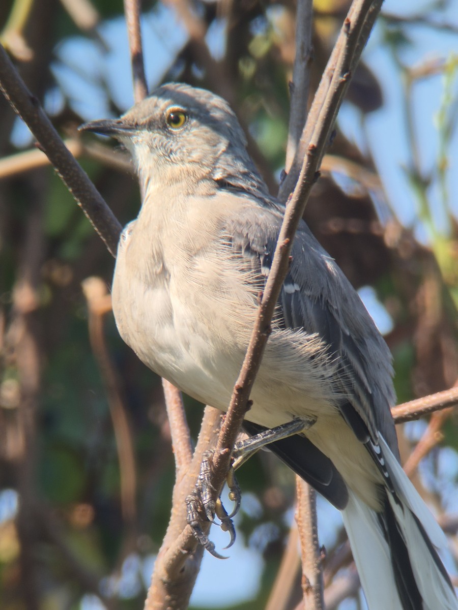 Northern Mockingbird - ML642193699