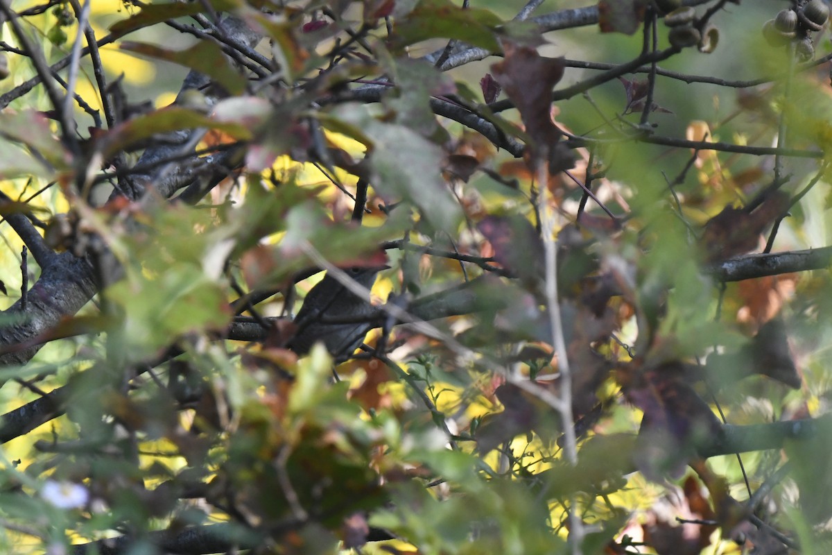 Northern House Wren - ML642193700