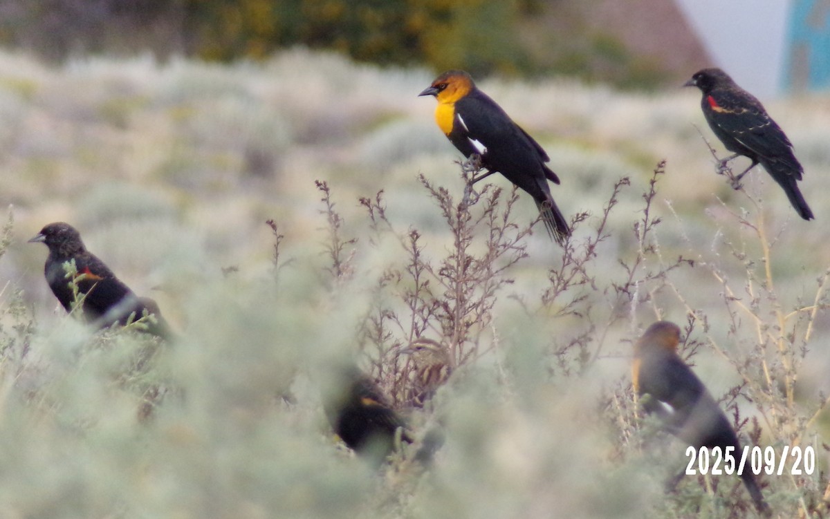 Yellow-headed Blackbird - ML642193701