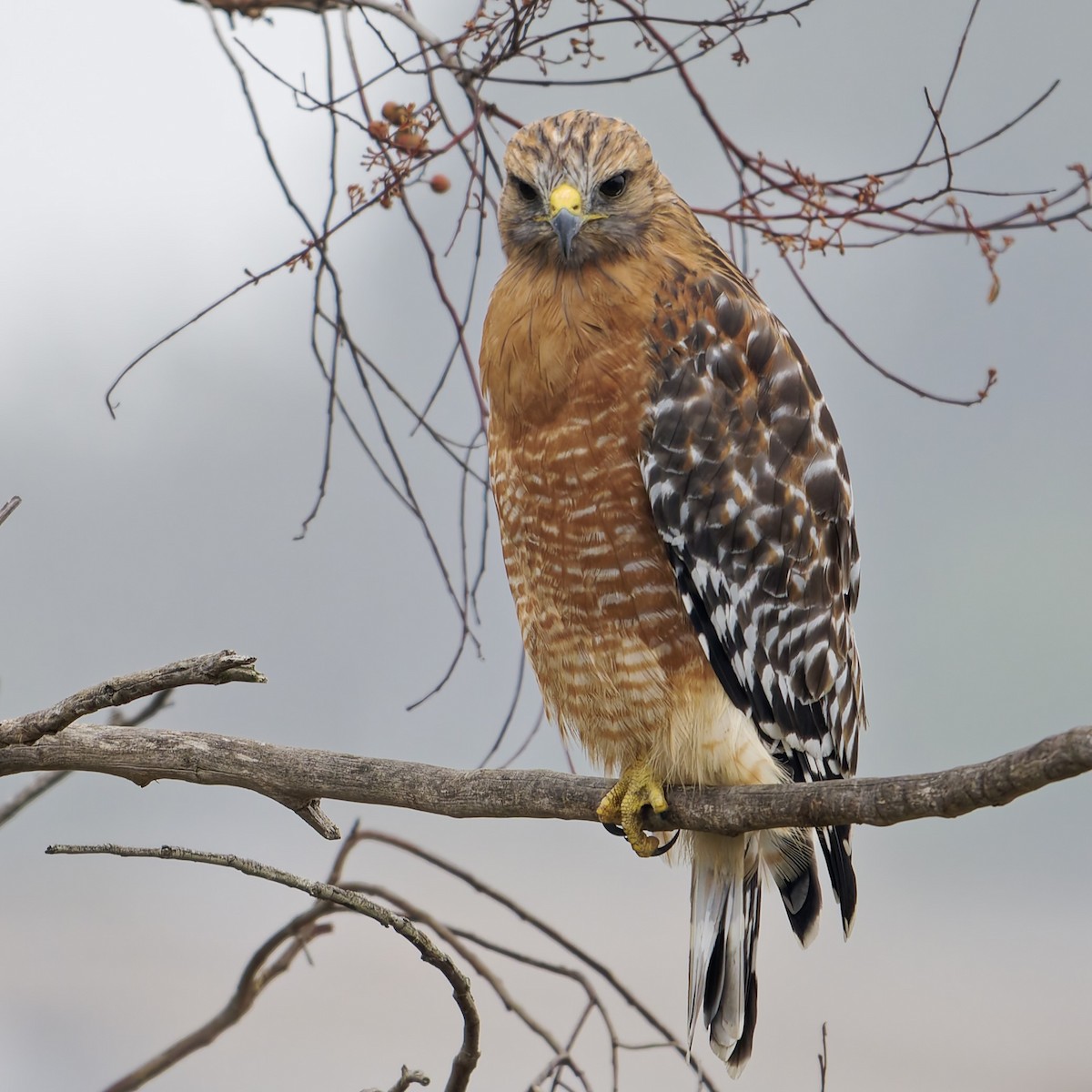 Red-shouldered Hawk - ML642193702