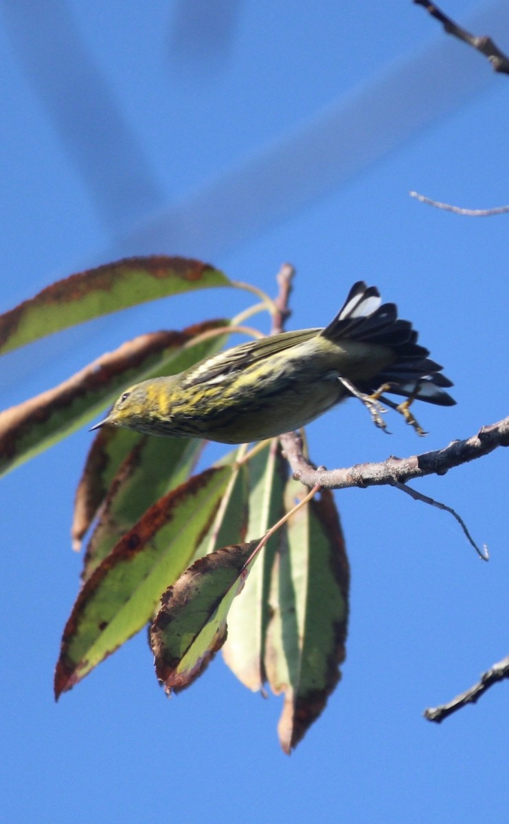 Cape May Warbler - ML642193703