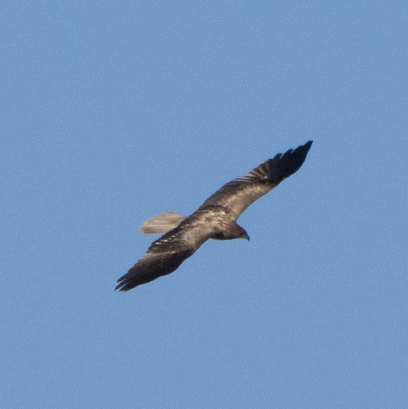 Little Eagle - ML642193706