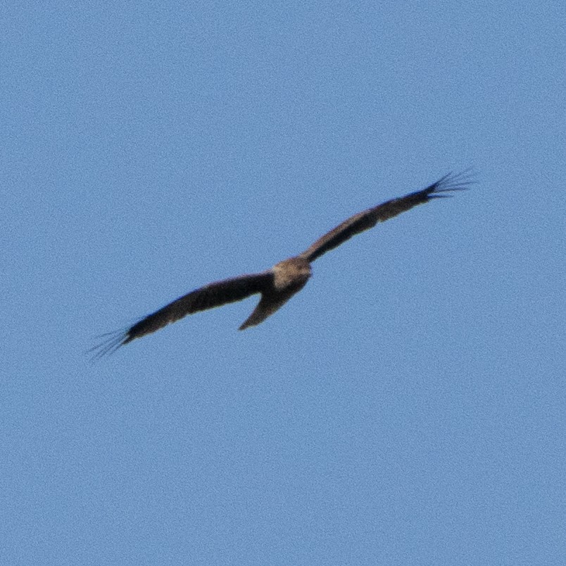 Little Eagle - ML642193707