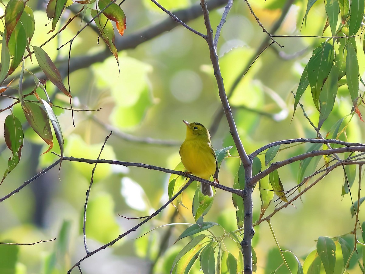 Wilson's Warbler - ML642193710
