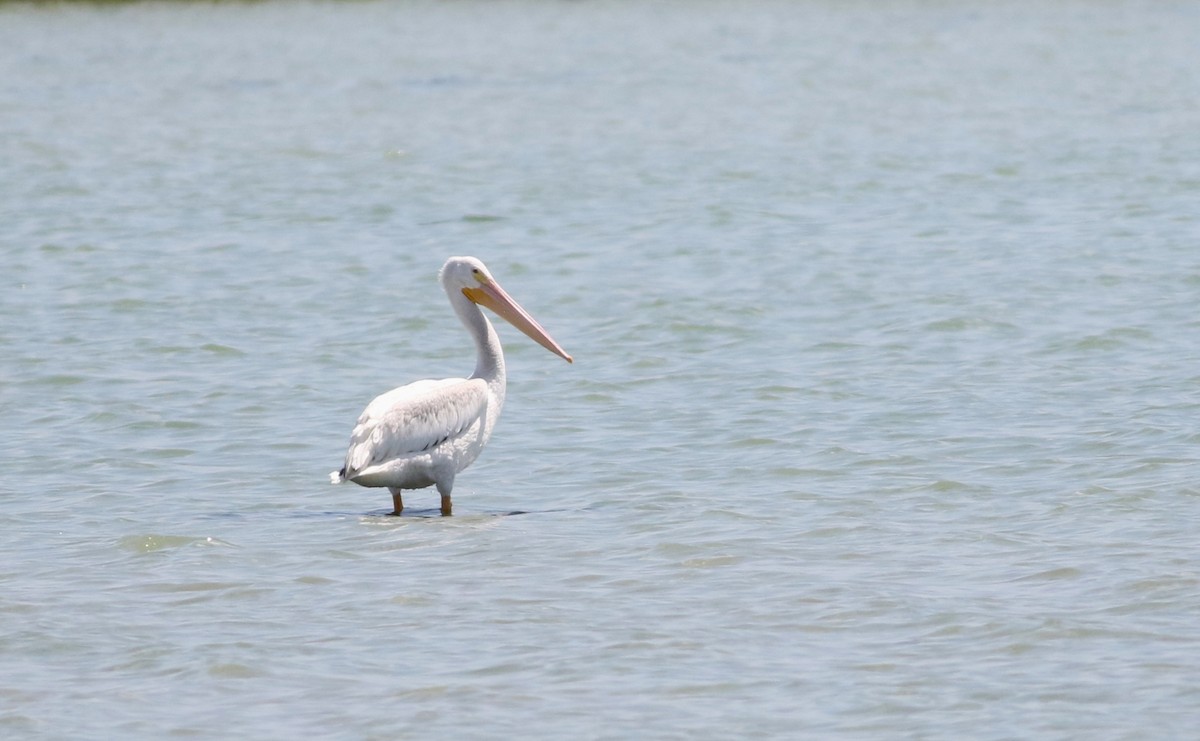 American White Pelican - ML642193729