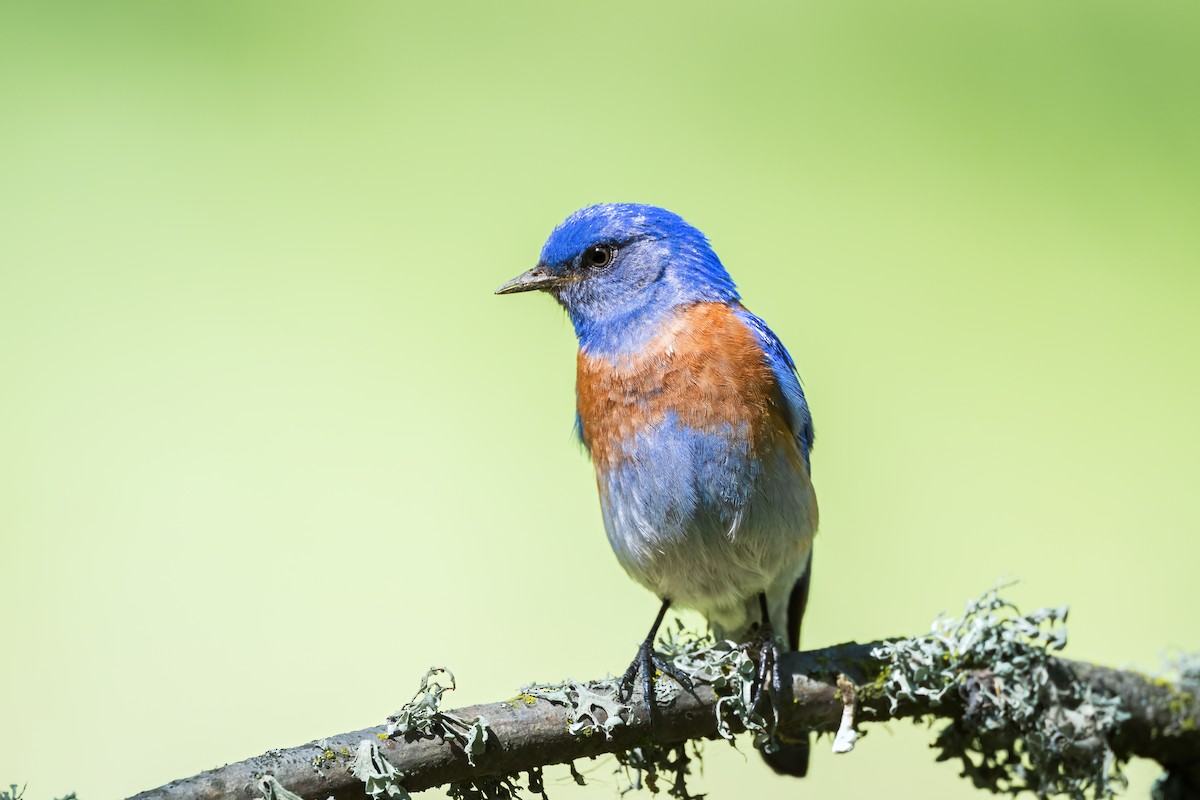 Western Bluebird - ML642193730