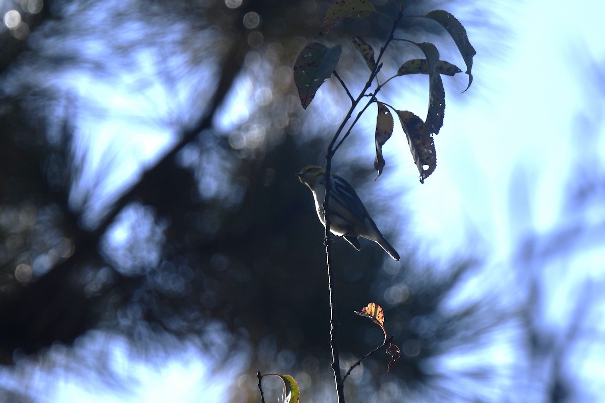 Black-throated Green Warbler - ML642193731