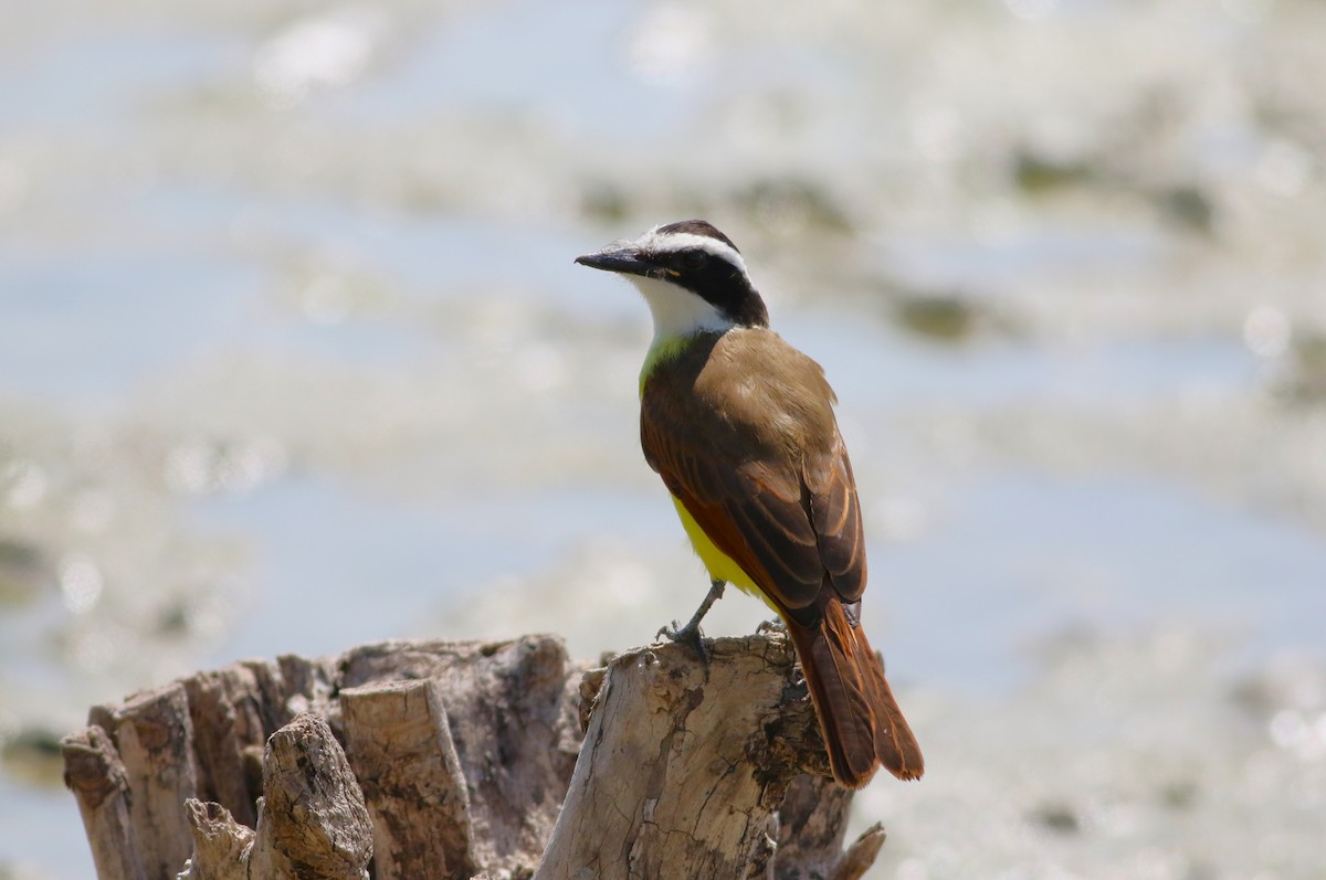 Great Kiskadee - ML642193735